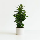 Ficus Cyathistipula 105cm im 21cm Topf