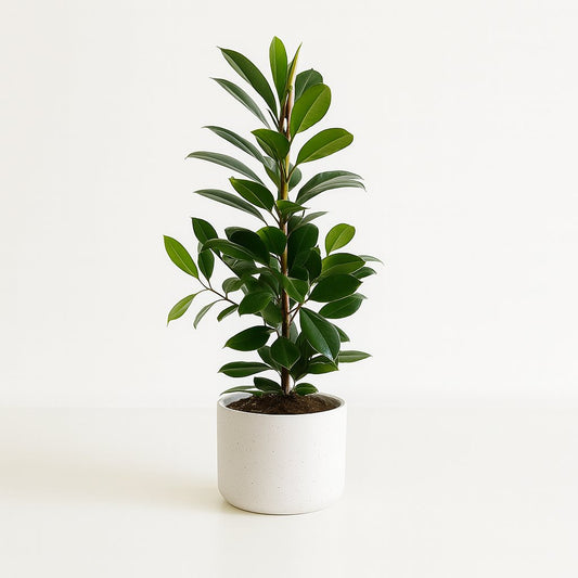 Ficus Cyathistipula - 105cm