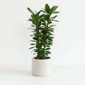 Ficus Cyathistipula 120cm im 27cm Topf