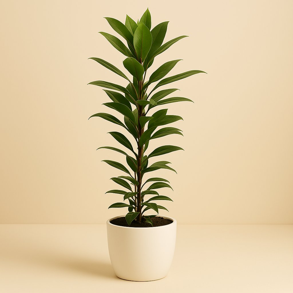 Ficus Cyathistipula 70cm im 17cm Topf