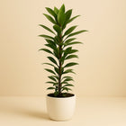 Ficus Cyathistipula 70cm im 17cm Topf