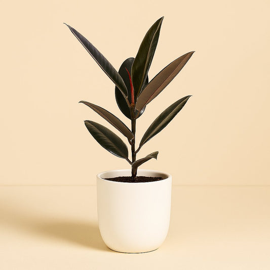 Ficus Elastica Abidjan - 55cm