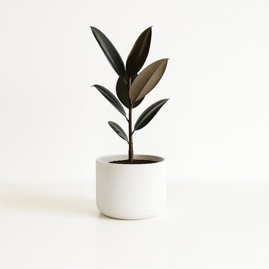 Ficus Elastica Abidjan - 55cm