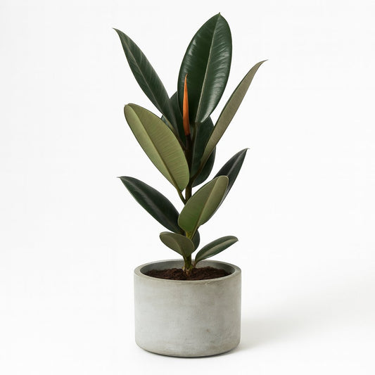 Ficus Elastica Abidjan - 60cm