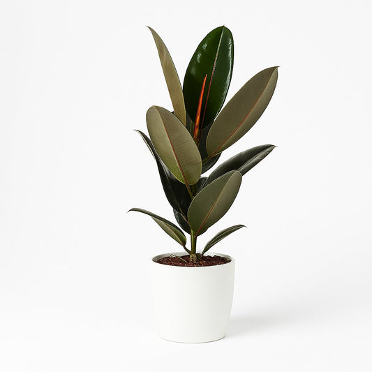 Ficus Elastica Abidjan - 60cm