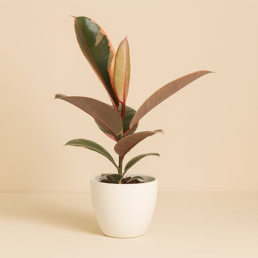 Ficus Elastica Belize - 30cm