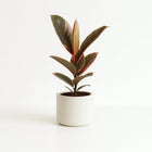 Ficus Elastica Belize - 30cm in einem modernen Studio mit modernem Topf