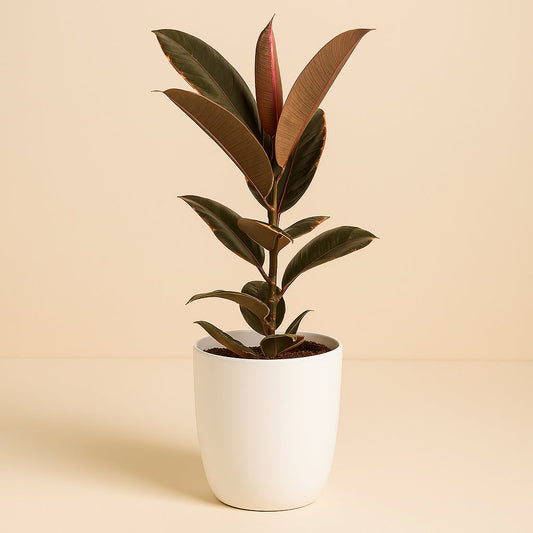 Ficus Elastica Belize - 55cm
