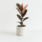 Ficus Elastica Belize - 55cm im Ø17cm Topf in einem modernen Studio