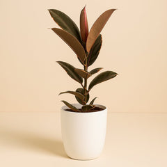 Ficus Elastica Belize - 55cm