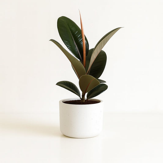 Ficus Elastica Robusta - 35cm