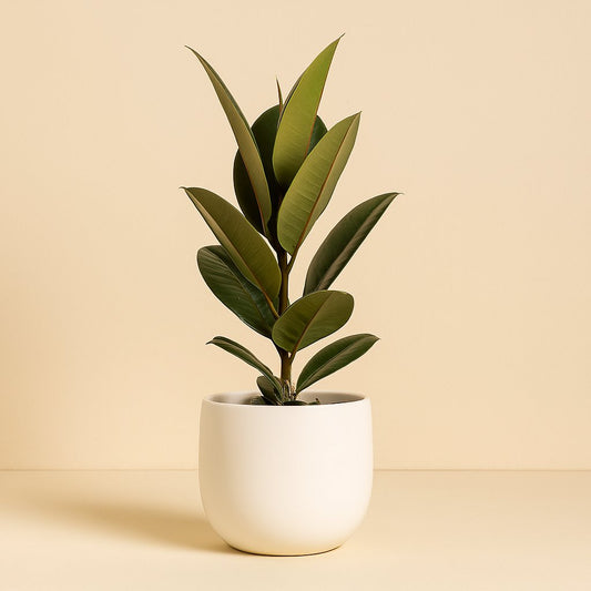 Ficus Elastica Robusta - 55cm