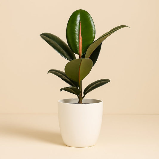 Ficus Elastica Robusta - 55cm