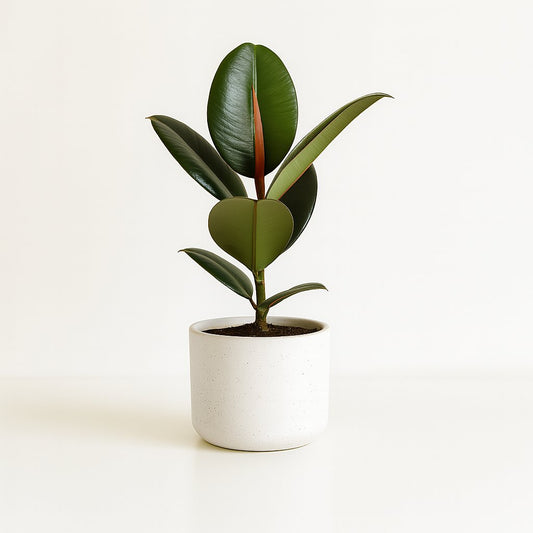 Ficus Elastica Robusta - 55cm