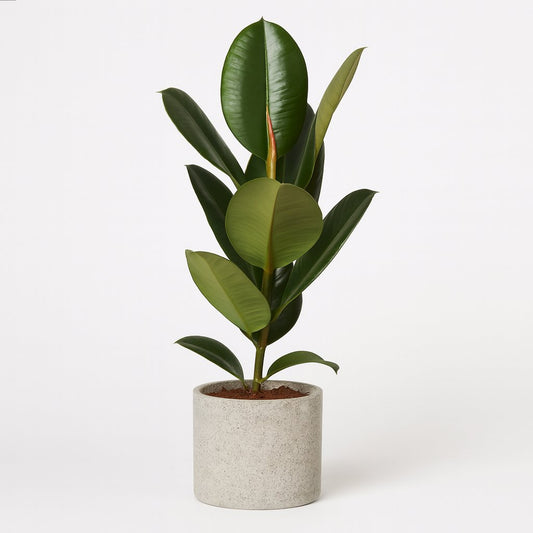 Ficus Elastica Robusta - 65cm