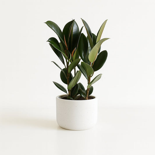 Ficus Elastica Robusta - 85cm