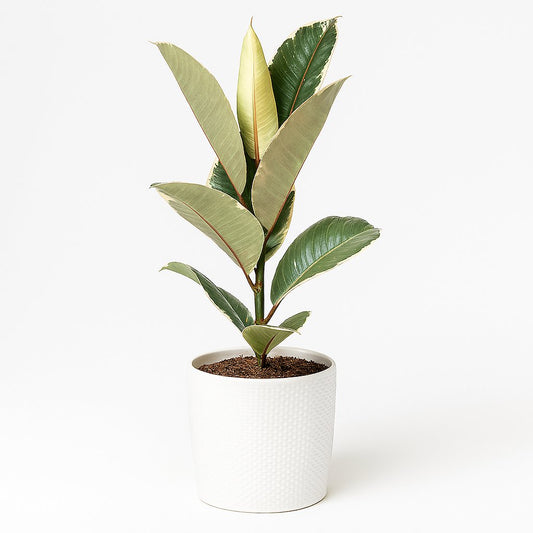 Ficus Elastica Tineke - 60cm
