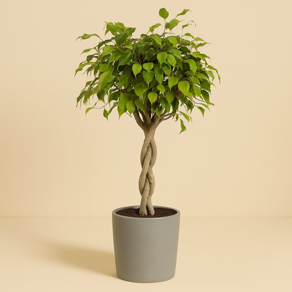 Ficus Exotica - 120cm