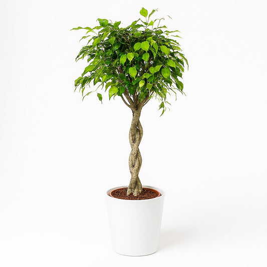 Ficus Exotica - 120cm