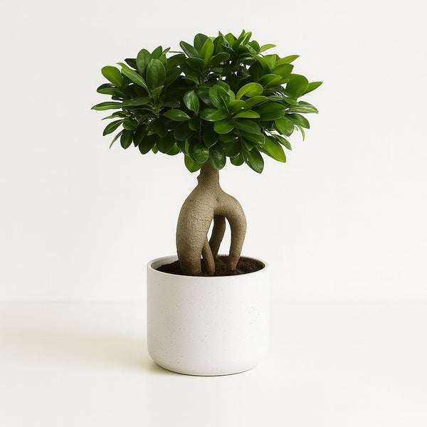Ficus Ginseng 40cm im 17cm Topf