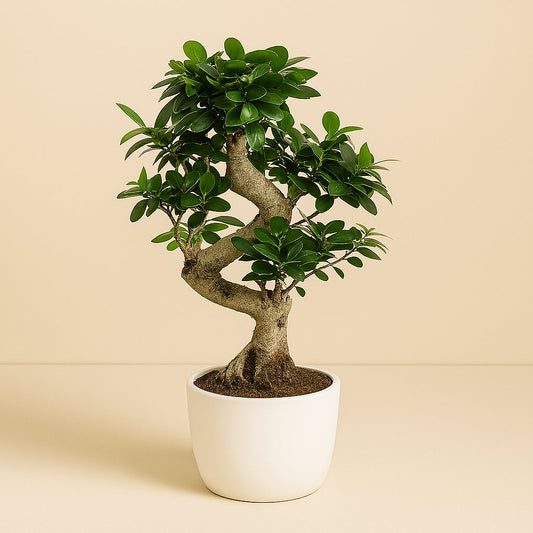 Ficus Ginseng - 60cm