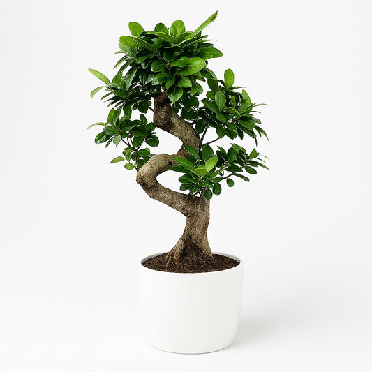 Ficus Ginseng - 60cm