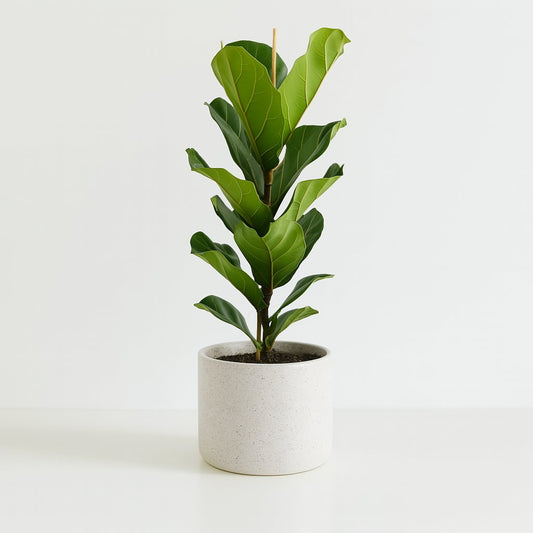 Ficus Lyrata - 100cm