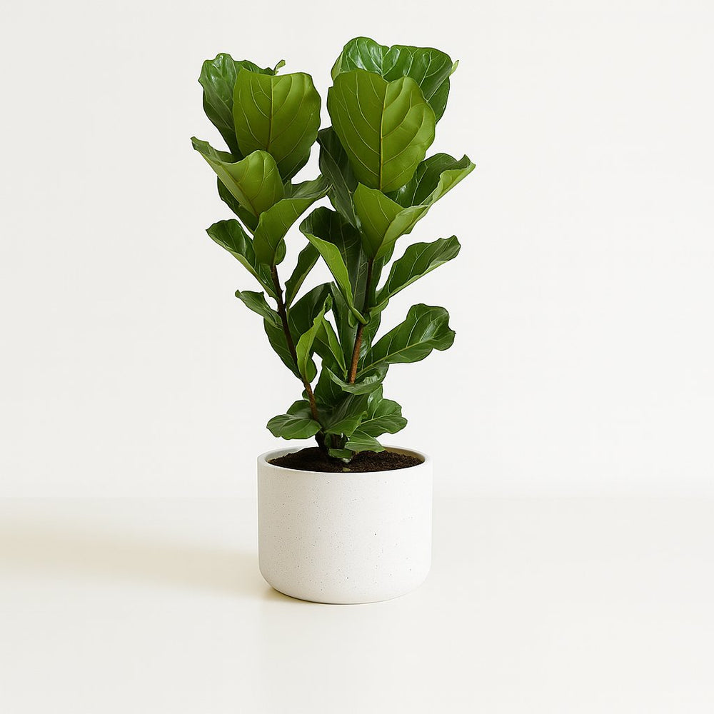 Geigenfeige (Ficus Lyrata)