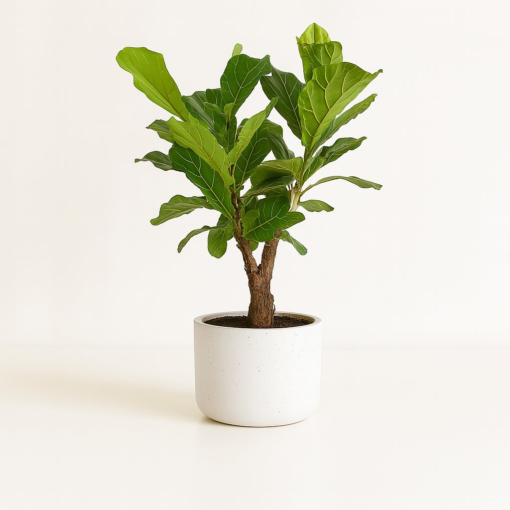 Ficus Lyrata - 100cm