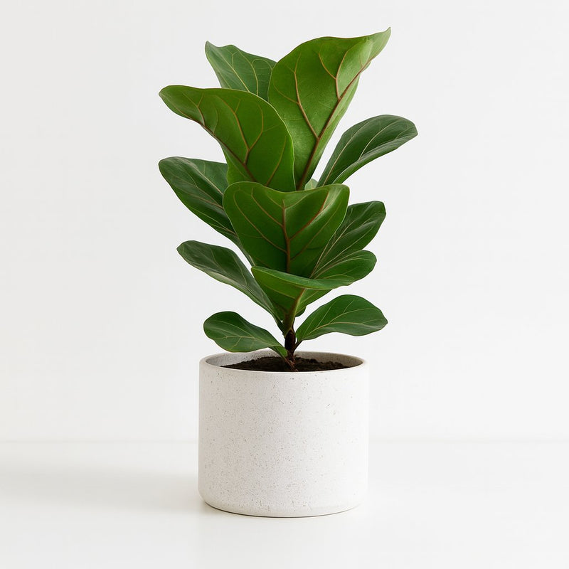 Ficus Lyrata Detail