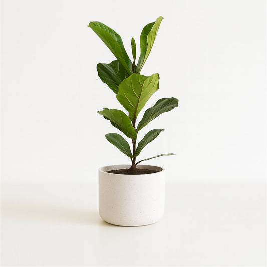 Ficus Lyrata - 60cm