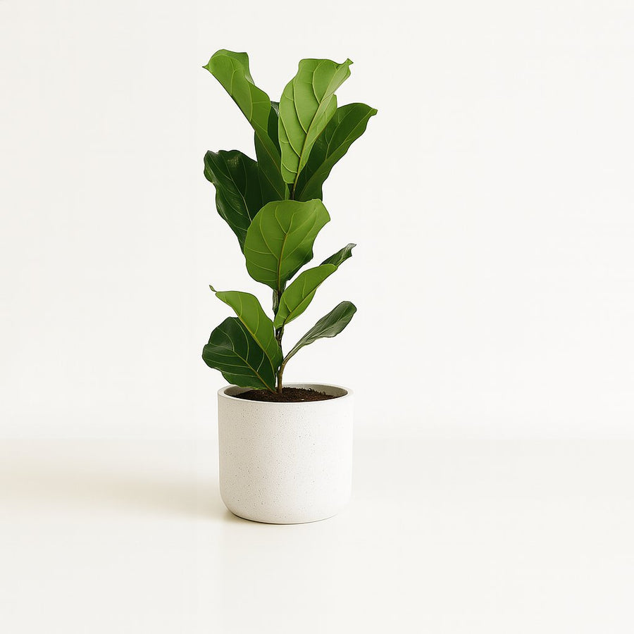 Ficus Lyrata - 60cm in einem modernen Studio mit modernem Topf