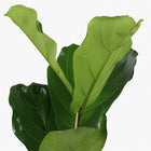 Ficus Lyrata - 60cm