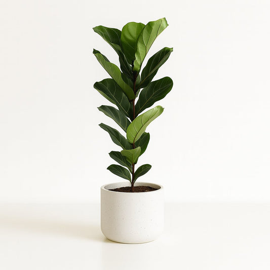 Ficus Lyrata - 90cm