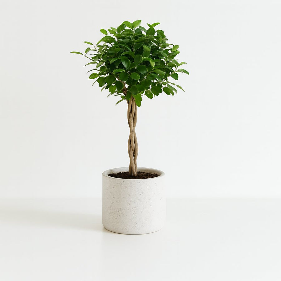 Ficus Micr. Moclame - 110cm in einem modernen Studio mit modernem Topf