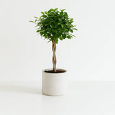 Ficus Microcarpa Moclame 110cm im 23cm Topf
