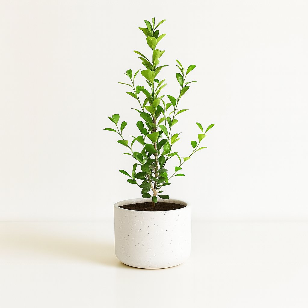 Ficus Microcarpa Moclame 95cm im 21cm Topf
