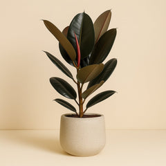 Ficus Abidjan - 90cm