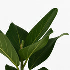 Ficus Benghalensis 25cm im 12cm Topf Nahaufnahme
