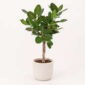 Ficus Benghalensis 120cm – Ø27cm