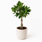 Ficus Benghalensis Audrey 110cm im 27cm Topf