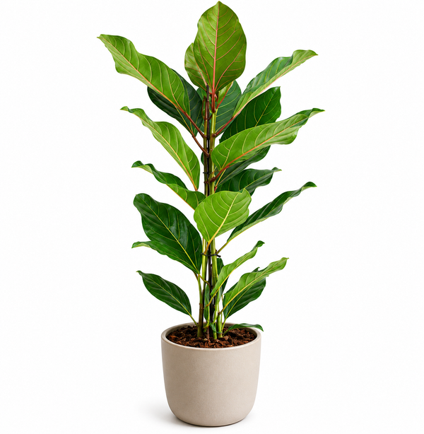 Ficus Benghalensis Joy 65cm im 17cm Topf