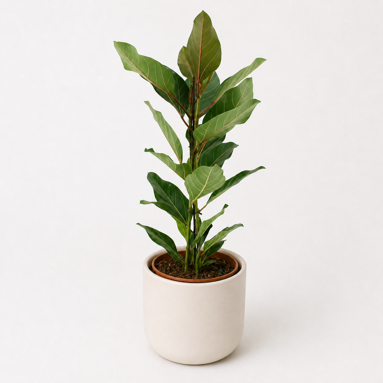Ficus Benghalensis Joy 90cm im 21cm Topf