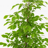 Ficus Benjamina Golden King 95cm Nahaufnahme