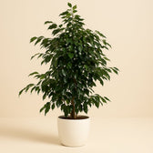 Ficus Benjamina Midnight Lady 140cm im 27cm Topf