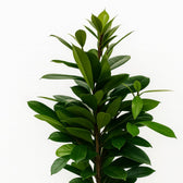 Ficus Cyathistipula 105cm im 21cm Topf Nahaufnahme