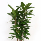 Ficus Cyathistipula 120cm im 27cm Topf Nahaufnahme