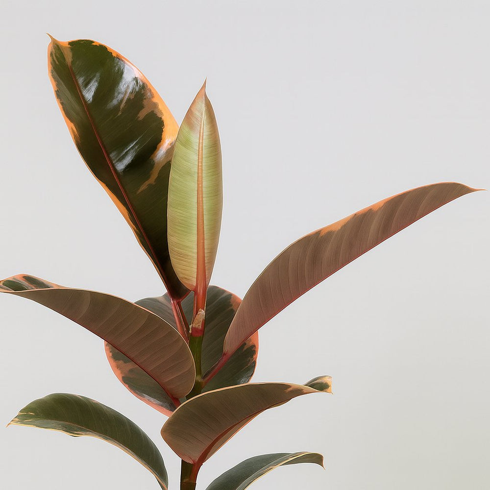 Ficus Elastica Belize - 30cm, Nahaufnahme der rosa-grün-cremefarbenen Panaschierung
