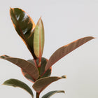 Ficus Elastica Belize - 30cm, Nahaufnahme der rosa-grün-cremefarbenen Panaschierung