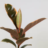 Ficus Elastica Belize - 30cm, Nahaufnahme der rosa-grün-cremefarbenen Panaschierung